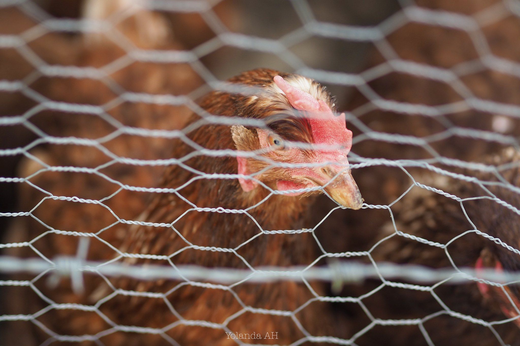 El brote de gripe aviar acabó con la vida de 15 animales.