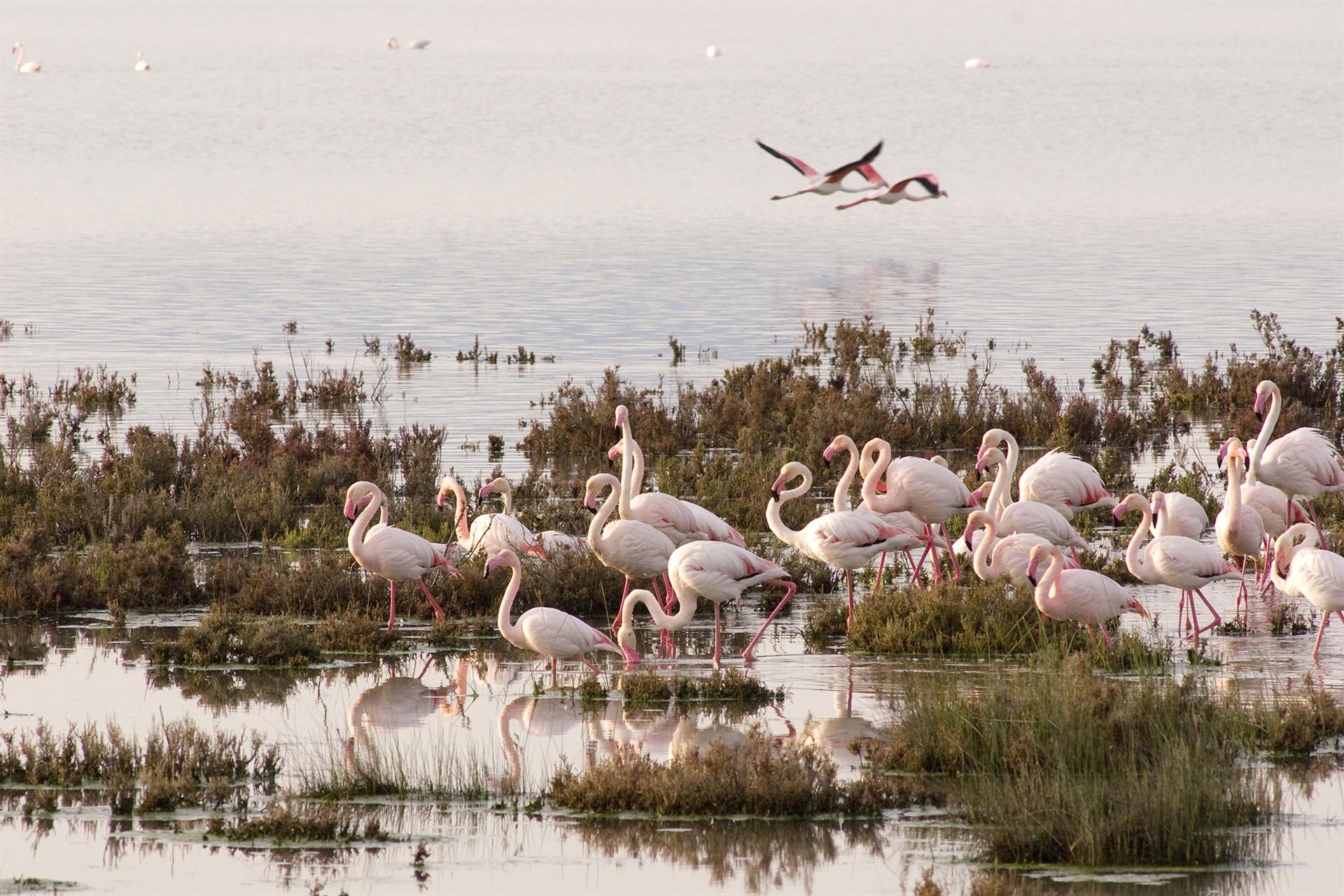 Vista de Doñana, en una imagen de archivo.