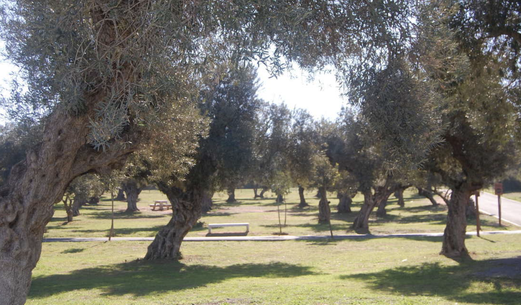Parque forestal de la Dehesa Doña María en Dos Hermanas donde un american bully destroza la mandíbula de un perro.
