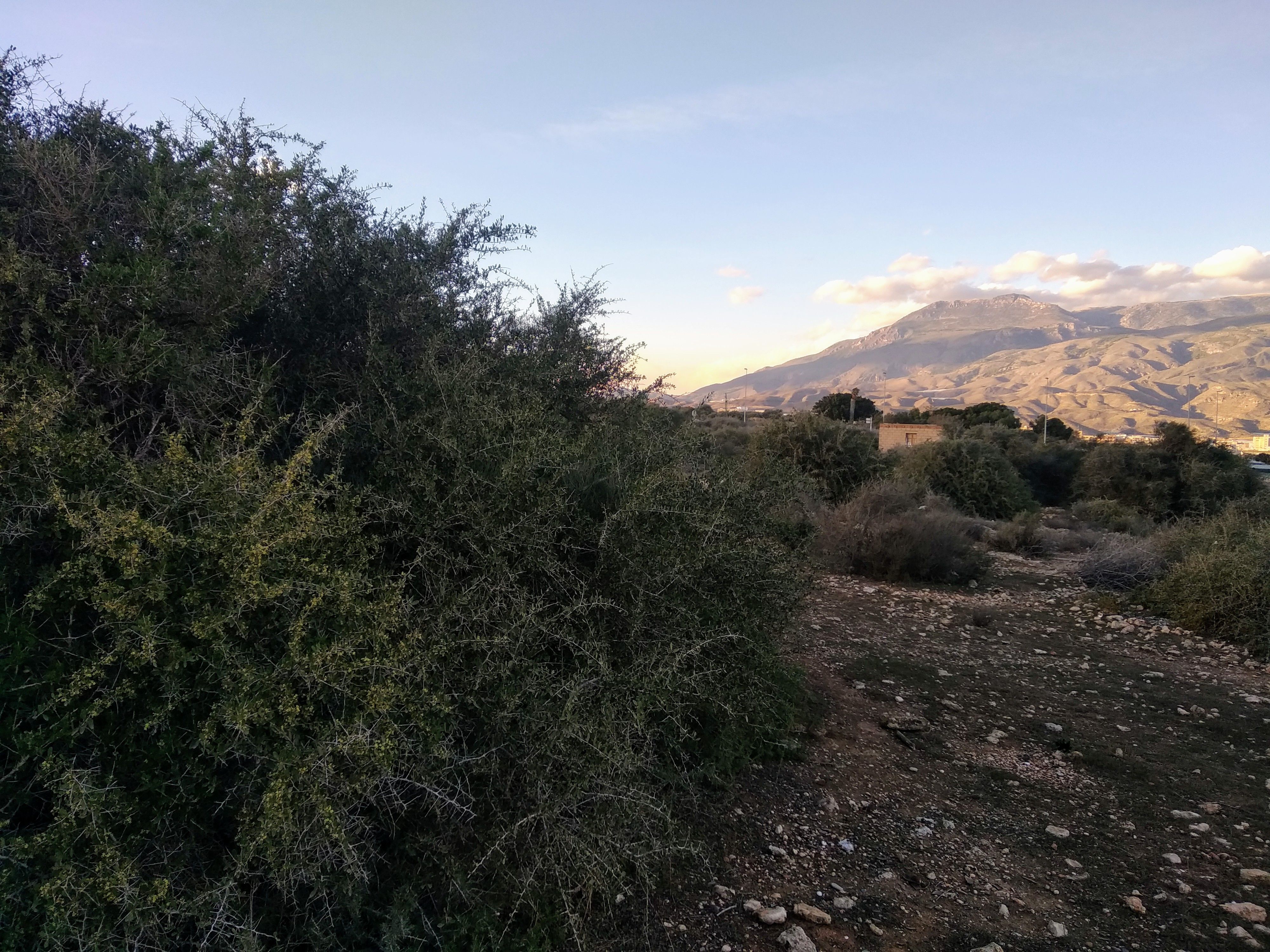 Moi Palmero. Arto a los pies de la Sierra de Gádor.