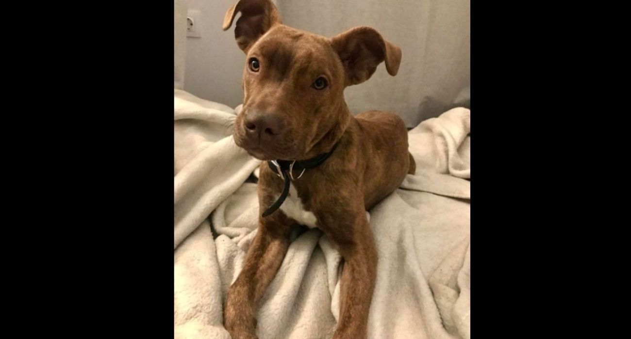 El pequeño Thor, abandonado dos veces en menos de medio año.