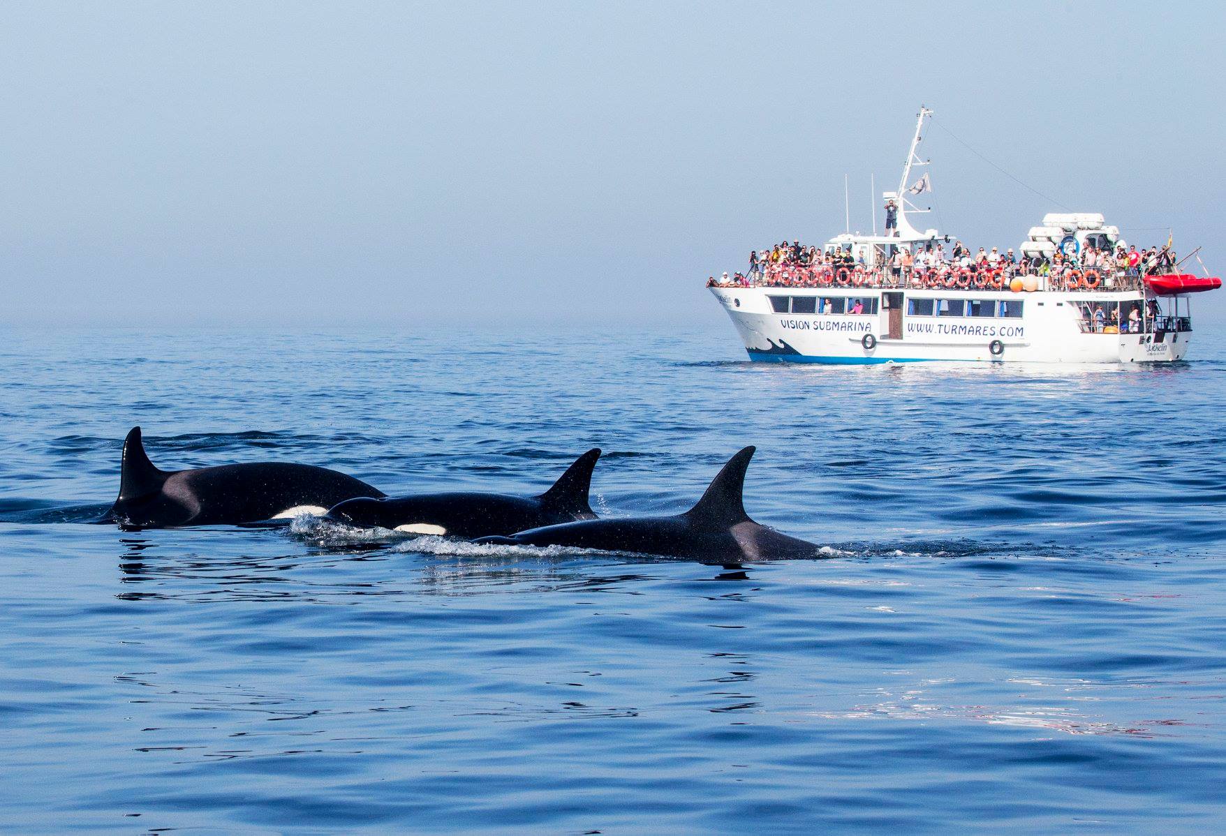 Cosas que hacer en Cádiz que quizás no sabes. Avistamiento de cetáceos en el Estrecho de Gibraltar. 